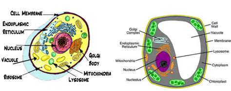 Parts of an animal cell vacuole. Vacuole Animal Cell - Animal Cell Vacuole Color ...