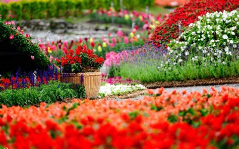 Flowers Garden Colorful Depth Of Field Baskets Red