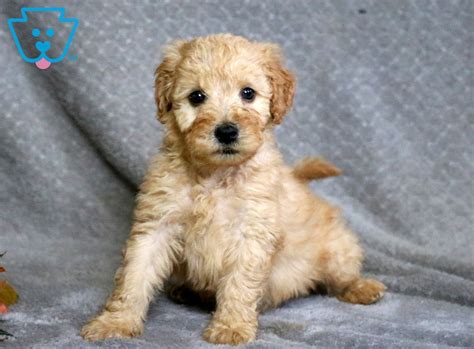 Her is what wikipedia say's about this breed. Mikey | Whoodle - Mini Puppy For Sale | Keystone Puppies