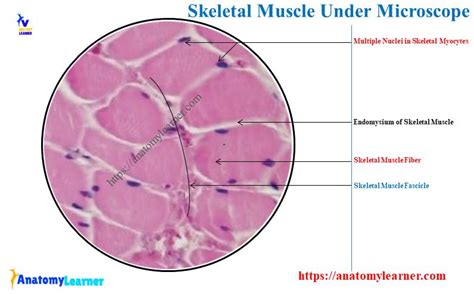 Skeletal Muscle Histology Labeled