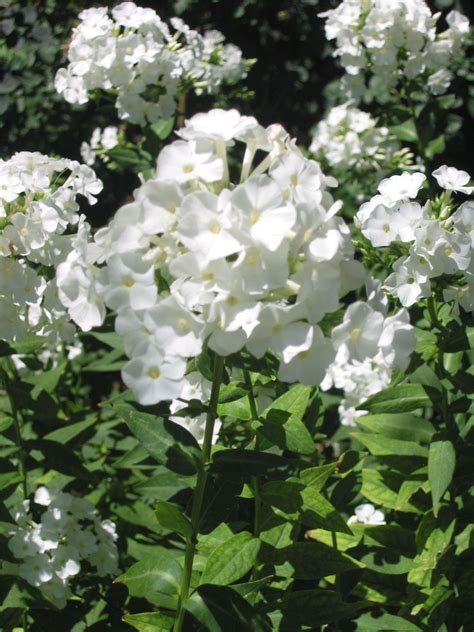 Phlox Paniculata White Admiral Perennials P Perennials Plants