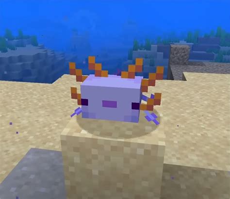Browse and download minecraft axolotl texture packs by the planet minecraft community. Minecraft Snapshot 20w51a: L'axolotl. FR-Minecraft