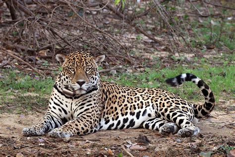 South American Jaguar Wikipedia