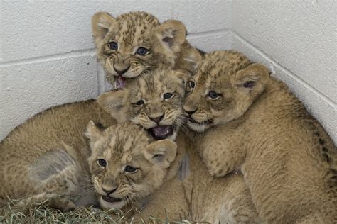 Help Name Two Of The Smithsonians National Zoos African Lion Cubs