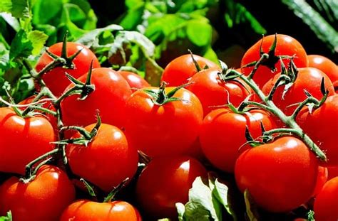 How To Grow Tomatoes Indoors A Step By Step Guide Best Led Grow