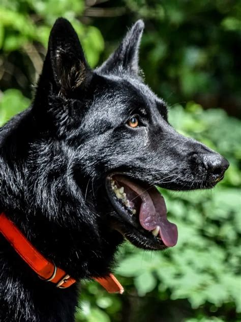 German Shepherd Police Dog Tactical Police K9 Training