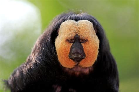 17 Animals That Live Only In The Amazon Rainforest Readers Digest