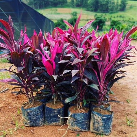 Dracena Vermelha é Venenosa