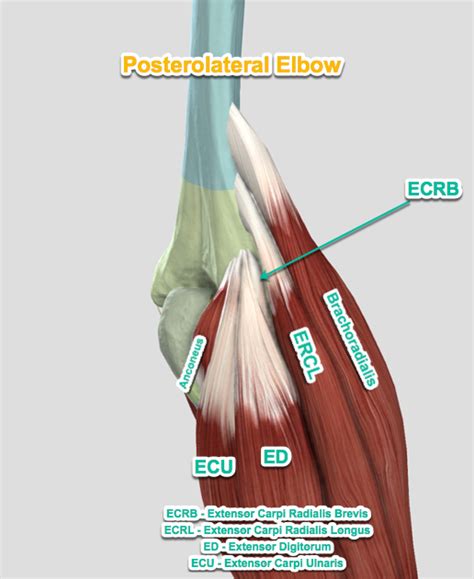 Elbow Anatomy | Sport Med School