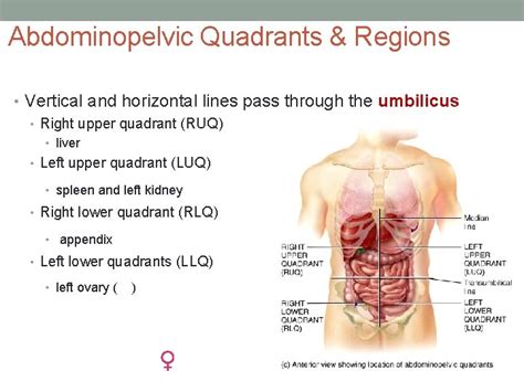 Start studying 4 quadrants organs. Anatomy Quadrants - Human Body Quadrants Diagram Page 1 ...