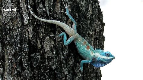 กิ้งก่าหัวสีฟ้า Siamese Blue Crested Lizard Youtube