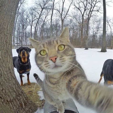 This Cat Takes Better Selfies Than You 16 Photos