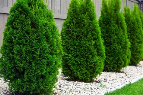 17 Fast Growing Shrubs For Privacy Hedges