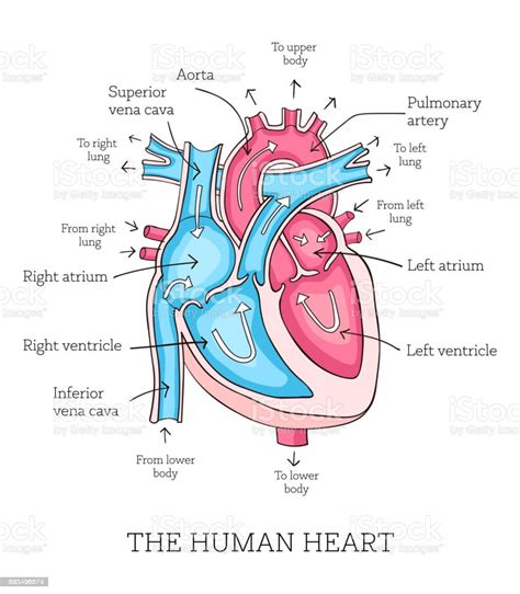 34 Human Heart Diagram With Label Labels Design Ideas 2020