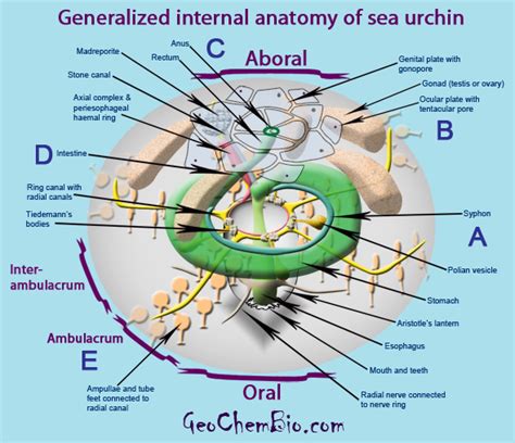 Strongylocentrotus spp., sea urchin: model echinoderm, facts, life