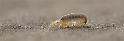 What Are Sand Fleas And Do They Bite Hawx Pest Control