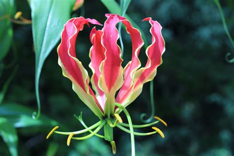 Flame Lily Ruhmeskrone Pflanzen Pflanzen Pflege
