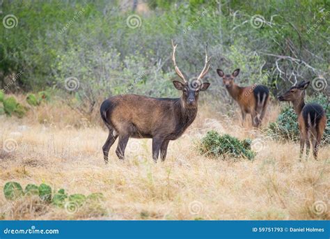 Sika Deer Buck Stock Image Image Of Beautiful Hunting 59751793