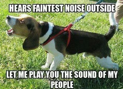 14 Funny Beagle Memes That Will Make You Smile Page 2 Of 3