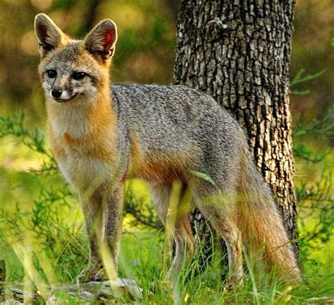Hill Country Critters The Gray Fox
