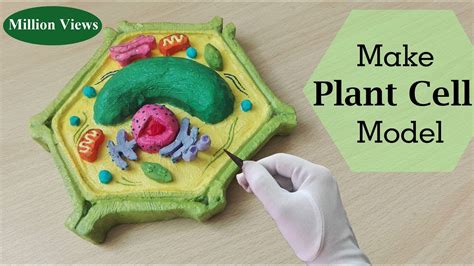 Simple And Easy Way To Make Plant Cell Hexagone Shape Model 3d