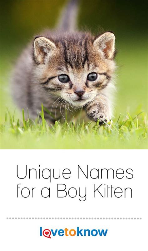 Unique Names For A Boy Kitten Lovetoknow Cute Cat Names Kitten