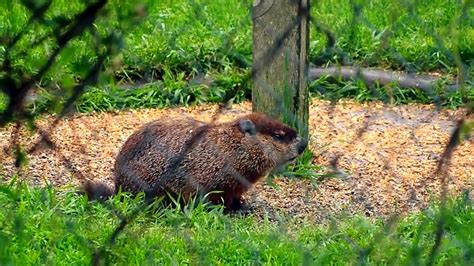 Groundhog In My Neighbours Backyard Youtube