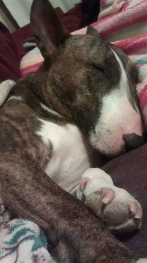 27 English Bull Terriers Sleeping In Totally Ridiculous Positions The