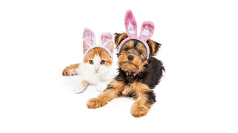 Dog And Cat With Easter Bunny Ears Uhd 4k Wallpaper Pixelz