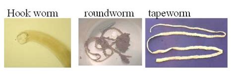 I Wanted To Know The Difference Between Tapeworms And Roundworms I