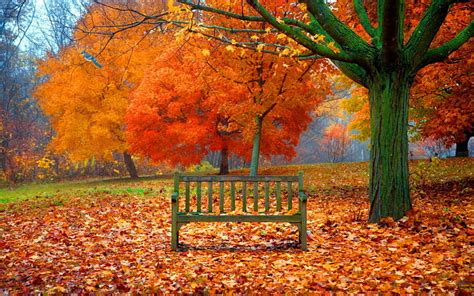 Rest In Autumn Park Bench Fall Beautiful Lvoely Walk Serenity