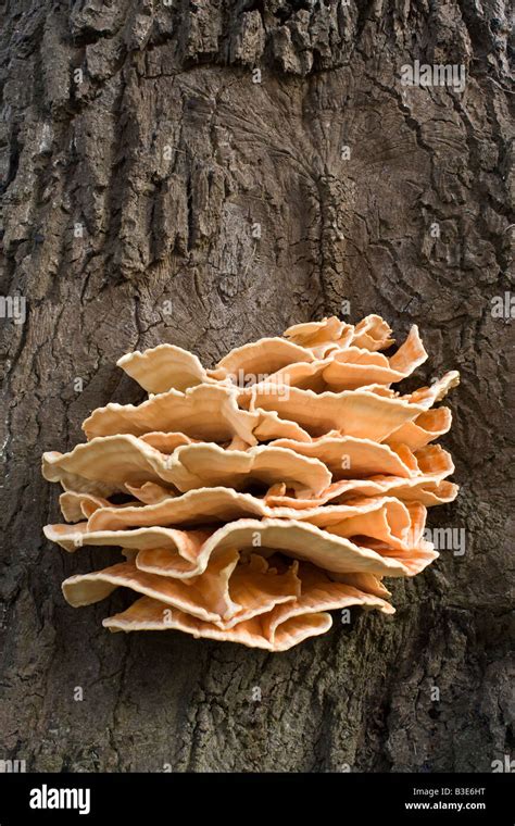 Tree Fungus Meripilus Giganteus Growing On A Beech Tree In August