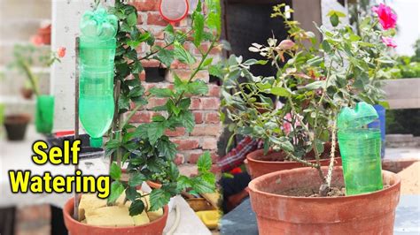 Self Watering System For Any Plants Using Waste Plastic Bottle Youtube