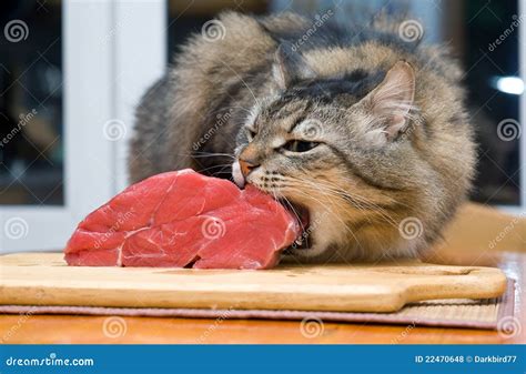 Cat Eating Piece Of Meat Royalty Free Stock Photos Image 22470648