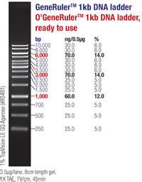Thermo Scientific GeneRuler Kb DNA Ladder Bp Ug UL X Ug Thermo Scientific