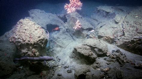 Dive 07 Oceanographer Canyon Deep Connections 2019 Exploring