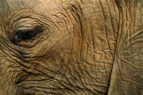 Why Are Elephants And Other Animals So Wrinkly