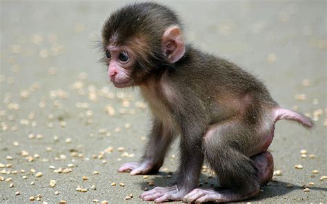 Cute Little Baby Monkeys