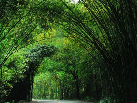 Discover Shunan Bamboo Sea In Yibin Sichuan