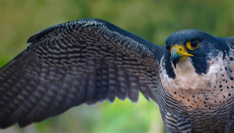 Northwest Peregrine Falcons Aaa Washington Articles News And Advice