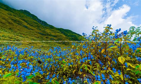 Valley Of Flowers Travel Guide 2020 Bizarexpedition