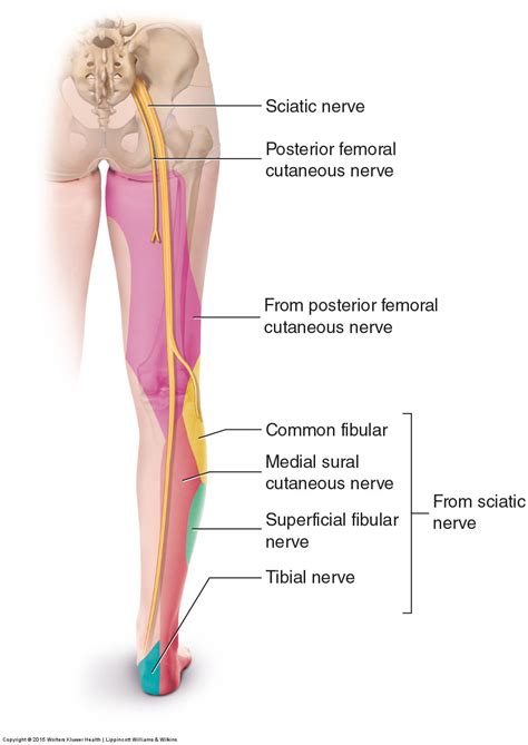 What Are The Signs And Symptoms Of Sciatica
