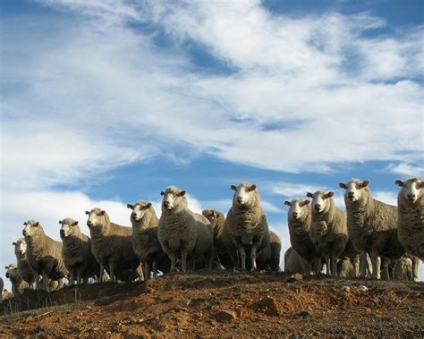 Annual Bredbo Sheep Dog Trials Sydney Australia Official Travel
