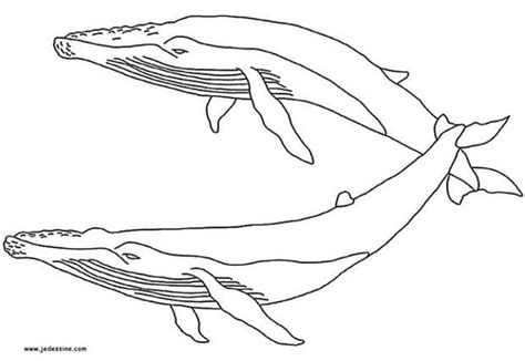 Humpback Whale Coloring Pages Whale Coloring Pages Whale Whale