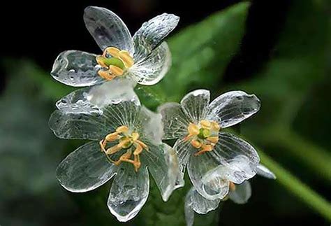 The Mystery Of The Unique Skeleton Flowers Procaffenation