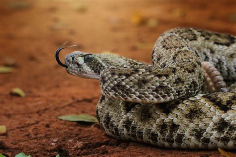 Vipers За отровните дългозъби змии