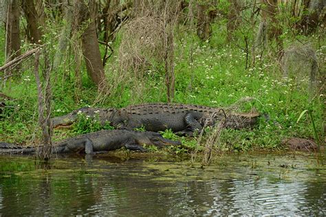 Huge American Alligators Photograph By Brigitta Diaz Pixels