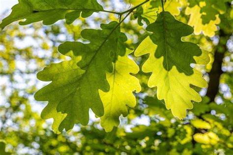 Helpful Tips For Tree Leaf Identification Earthpedia