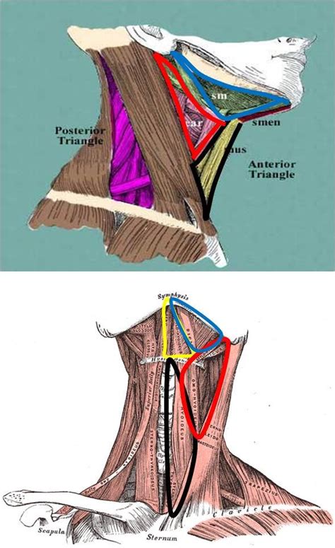 Check spelling or type a new query. Physician Assistant Pa 2013 Session 1 > Tsai > Flashcards ...