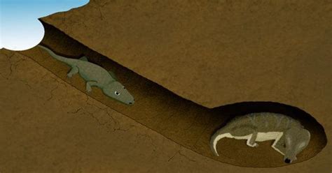 Strange Bedfellows Two Creatures Shared Ancient Burrow